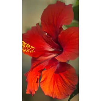 Graceful Hibiscus Flowers